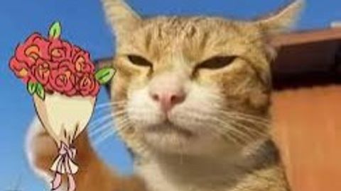 67 Hub Dev - Universal script preview