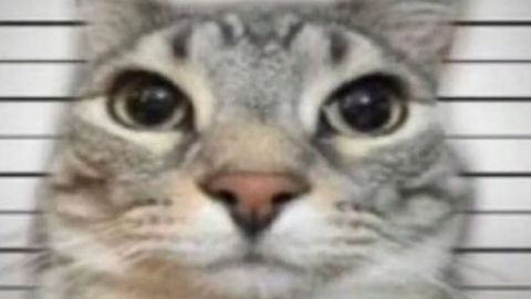 Freeze trade hub by ARLTR V1 - Universal script preview