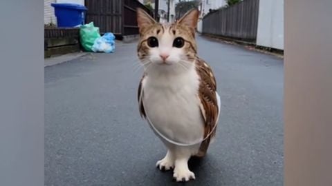 Meowl Outcome Memories - Universal script preview