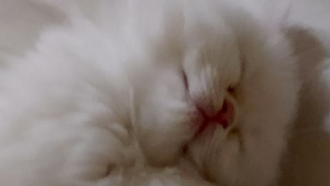 Raiso script - Universal script preview