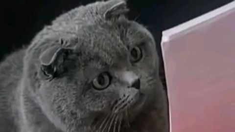 Chatbot gemini - Universal script preview