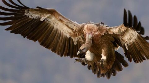 koneeeisthebest - Universal script preview