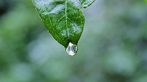 fff and rrr - Universal script preview