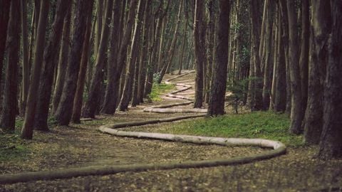 sadw - Universal script preview