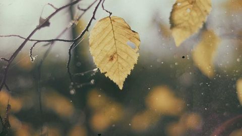 wadwa - Universal script preview