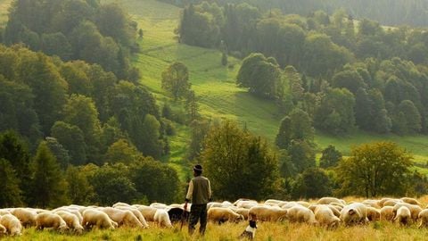 adw - Universal script preview