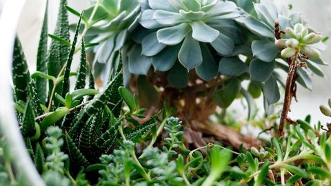 MMI2 KEYLESS OP - Universal script preview