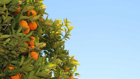 MMI2 KEYLESS OP - Universal script preview