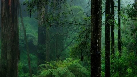 Memme ui libary Open source - Universal script preview