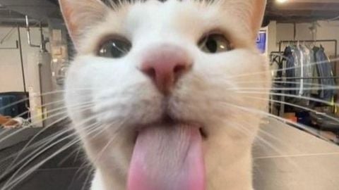 Fling fly script invisible - Universal script preview