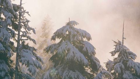 ad - Universal script preview