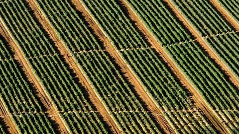 ad - Universal script preview