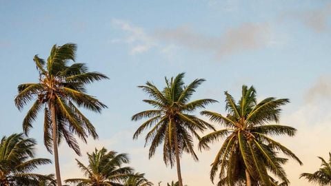 op script aimbot weapon spwnneand more - Universal script preview