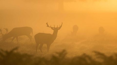 op script aimbot weapon spwnneand more - Universal script preview