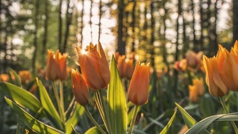 op script aimbot weapon spwnneand more - Universal script preview