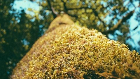 op script aimbot weapon spwnneand more - Universal script preview