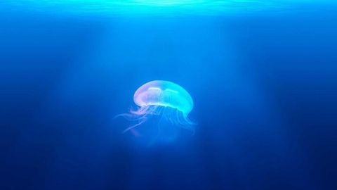 op script aimbot weapon spwnneand more - Universal script preview