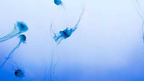 op script aimbot weapon spwnneand more - Universal script preview