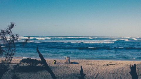 Real op script - Universal script preview