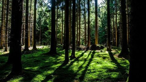 op script aimbot weapon spwnneand more - Universal script preview