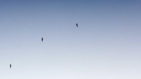 op script aimbot weapon spwnneand more - Universal script preview