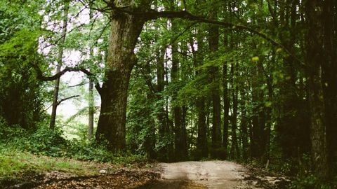 op script aimbot weapon spwnneand more - Universal script preview