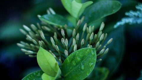 op script aimbot weapon spwnneand more - Universal script preview