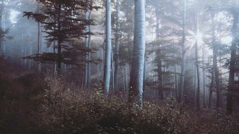 op script aimbot weapon spwnneand more - Universal script preview