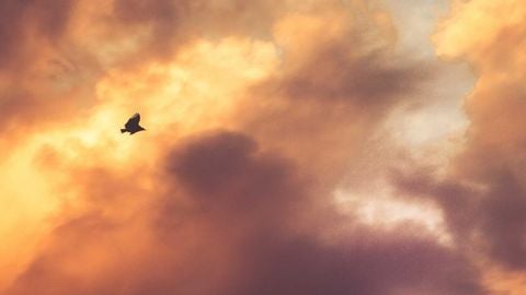 op script aimbot weapon spwnneand more - Universal script preview