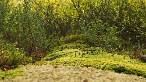 op script aimbot weapon spwnneand more - Universal script preview