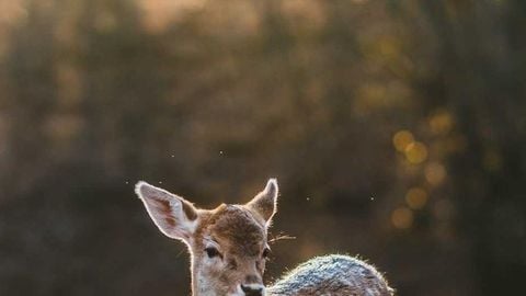 op script aimbot weapon spwnneand more - Universal script preview