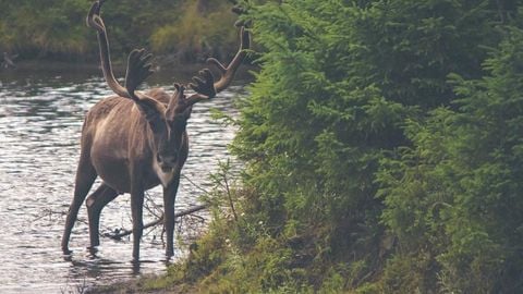 op script aimbot weapon spwnneand more - Universal script preview