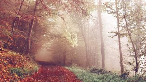 op script aimbot weapon spwnneand more - Universal script preview