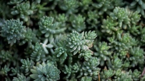 op script aimbot weapon spwnneand more - Universal script preview