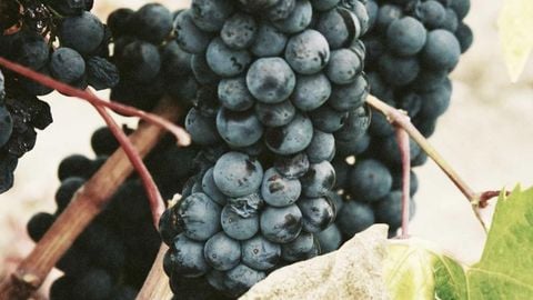 op script aimbot weapon spwnneand more - Universal script preview