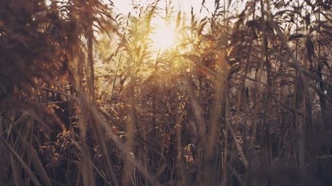 op script aimbot weapon spwnneand more - Universal script preview