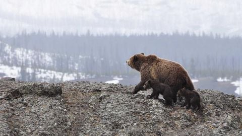 op script aimbot weapon spwnneand more - Universal script preview