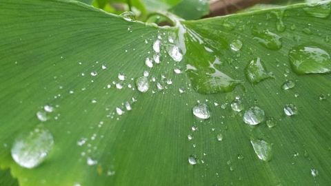 op script aimbot weapon spwnneand more - Universal script preview