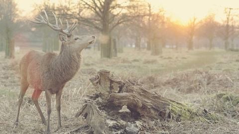 op script aimbot weapon spwnneand more - Universal script preview