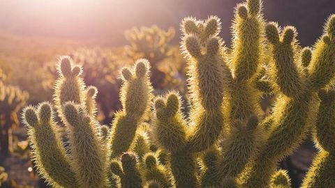 op script aimbot weapon spwnneand more - Universal script preview