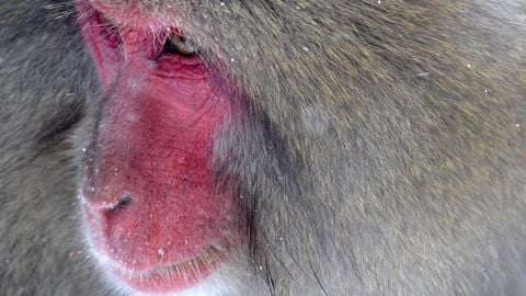 op script aimbot weapon spwnneand more - Universal script preview