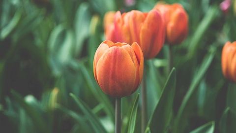 op script aimbot weapon spwnneand more - Universal script preview