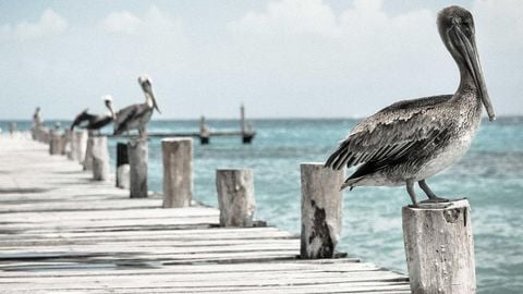 op script aimbot weapon spwnneand more - Universal script preview