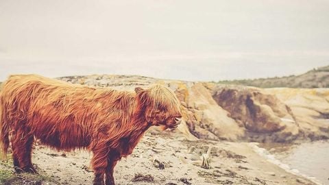 op script aimbot weapon spwnneand more - Universal script preview