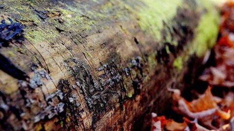 op script aimbot weapon spwnneand more - Universal script preview