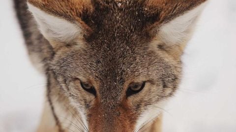 op script aimbot weapon spwnneand more - Universal script preview