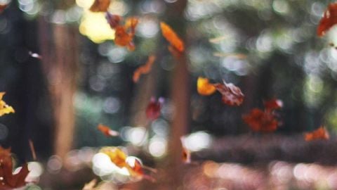 op script aimbot weapon spwnneand more - Universal script preview