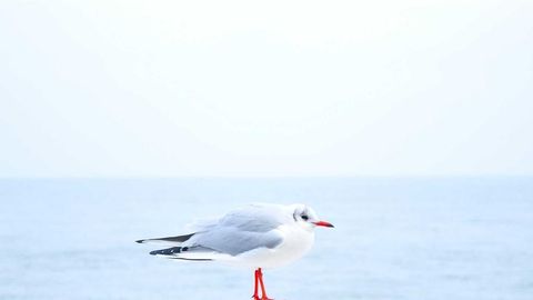 op script aimbot weapon spwnneand more - Universal script preview