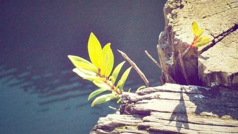 w script - Universal script preview