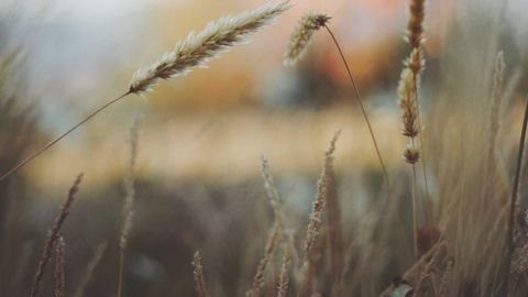 op script aimbot weapon spwnneand more - Universal script preview